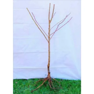 Dwarf Seckel Sugar Pear Tree - Bare Root Live Fruit Tree - 2 Years Old, 3-4 Feet Tall
