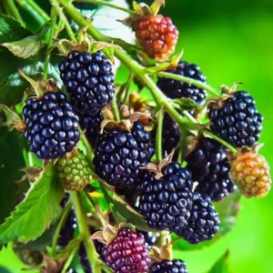 Arapaho Thornless Blackberry Plants Live Bushes 5-8 Inch Tall