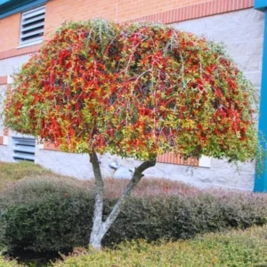 Weeping Yaupon Holly Tree - Live Plant - 4-8 inch - For Hedges & Borders