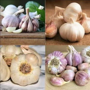 4 Mixed Garlic Bulbs for Planting and Gardening, Hardneck Garlic Tubers, White Red Purple Garlic Bulbs