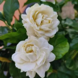 Jasmine Duke Plant Set - Jasminum Sambac Duke of Tuscany - Live Plants 2-3 Inch for Home Garden