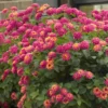 Lantana Athens Rose Plants Live, Outdoor Planting, 6-9 Inch Tall, Fragrant Flowers
