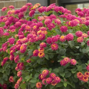 Lantana Athens Rose Plants Live, Outdoor Planting, 6-9 Inch Tall, Fragrant Flowers