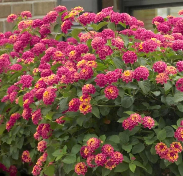 Lantana Athens Rose Plants Live, Outdoor Planting, 6-9 Inch Tall, Fragrant Flowers
