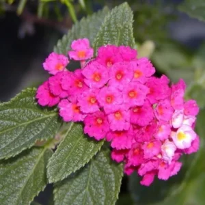 Lantana Athens Rose Plants Live, Outdoor Planting, 6-9 Inch Tall, Fragrant Flowers