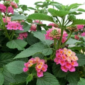Lantana Athens Rose Plants Live, Outdoor Planting, 6-9 Inch Tall, Fragrant Flowers