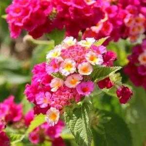 Lantana Athens Rose Plants Live, Outdoor Planting, 6-9 Inch Tall, Fragrant Flowers