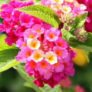 Lantana Athens Rose Plants Live, Outdoor Planting, 6-9 Inch Tall, Fragrant Flowers