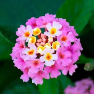 Lantana Athens Rose Plants Live, Outdoor Planting, 6-9 Inch Tall, Fragrant Flowers