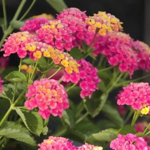 Lantana Athens Rose Plants Live, Outdoor Planting, 6-9 Inch Tall, Fragrant Flowers