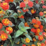 Lantana Carlos Live Plants - Outdoor Perennial Flowers - 4-6 Inch