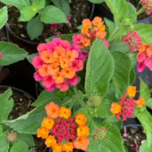 Lantana Carlos Live Plants - Outdoor Perennial Flowers - 4-6 Inch