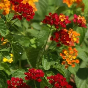 Lantana Carlos Live Plants - Outdoor Perennial Flowers - 4-6 Inch
