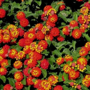 Lantana Carlos Live Plants - Outdoor Perennial Flowers - 4-6 Inch