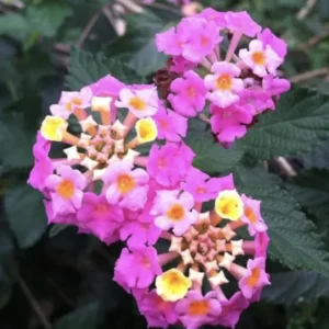 Lantana Carlos Live Plants - Outdoor Perennial Flowers - 4-6 Inch