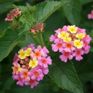 Lantana Ham and Eggs Live Plants - 4-6 Inch Perennial Flowers