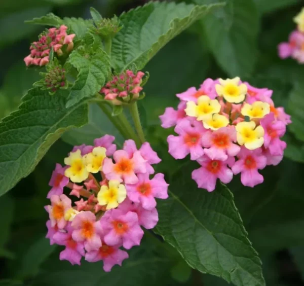 Lantana Ham and Eggs Live Plants - 4-6 Inch Perennial Flowers