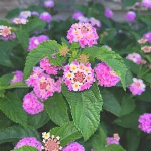 Lantana Ham and Eggs Live Plants - 4-6 Inch Perennial Flowers
