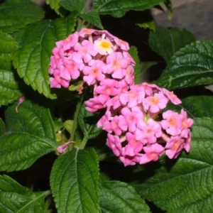 Lantana Ham and Eggs Live Plants - 4-6 Inch Perennial Flowers