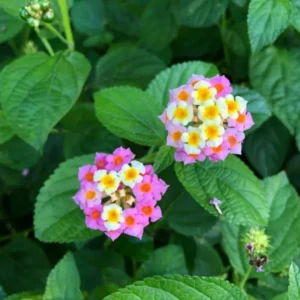 Lantana Ham and Eggs Live Plants - 4-6 Inch Perennial Flowers