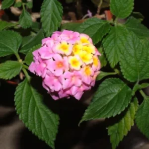 Lantana Ham and Eggs Live Plants - 4-6 Inch Perennial Flowers