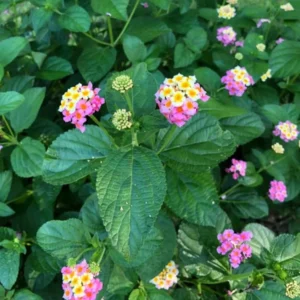 Lantana Ham and Eggs Live Plants - 4-6 Inch Perennial Flowers