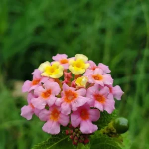 Lantana Ham and Eggs Live Plants - 4-6 Inch Perennial Flowers