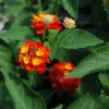 Lantana Salsa Live Plants Set of 2, Trailing, 6-8 Inch Tall, Red
