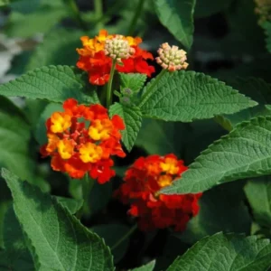 Lantana Salsa Live Plants Set of 2, Trailing, 6-8 Inch Tall, Red