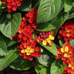 Lantana Salsa Live Plants Set of 2, Trailing, 6-8 Inch Tall, Red