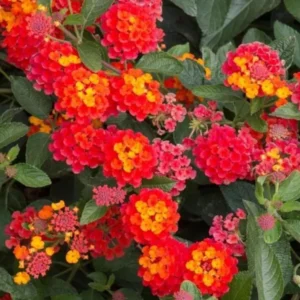 Lantana Salsa Live Plants Set of 2, Trailing, 6-8 Inch Tall, Red
