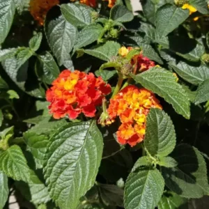 Lantana Salsa Live Plants Set of 2, Trailing, 6-8 Inch Tall, Red