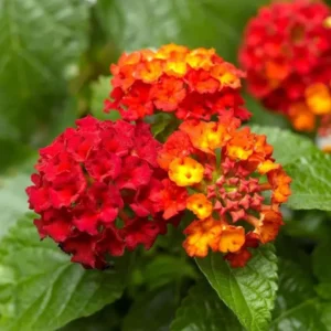 Lantana Salsa Live Plants Set of 2, Trailing, 6-8 Inch Tall, Red