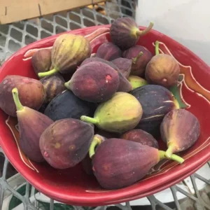 Live Fig Plant - Starter Tree - 4-7 Inches Tall - Garden Ready