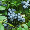 Legacy Blueberry Bushes - Live Blueberry Plants 4-7 Inch Tall - Set of 2