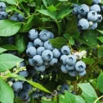 Legacy Blueberry Bushes - Live Blueberry Plants 4-7 Inch Tall - Set of 2