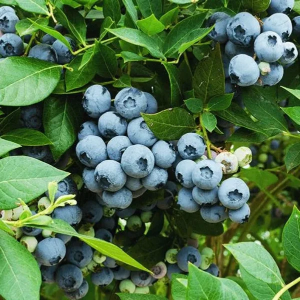 Legacy Blueberry Bushes - Live Blueberry Plants 4-7 Inch Tall - Set of 2