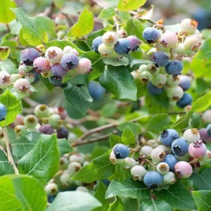 Legacy Blueberry Bushes - Live Blueberry Plants 4-7 Inch Tall - Set of 2