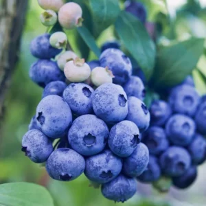 Legacy Blueberry Bushes - Live Blueberry Plants 4-7 Inch Tall - Set of 2