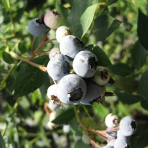 Legacy Blueberry Bushes - Live Blueberry Plants 4-7 Inch Tall - Set of 2