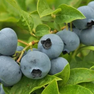 Legacy Blueberry Bushes - Live Blueberry Plants 4-7 Inch Tall - Set of 2