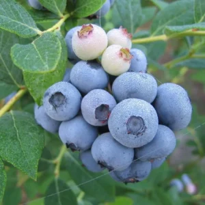 Legacy Blueberry Bushes - Live Blueberry Plants 4-7 Inch Tall - Set of 2