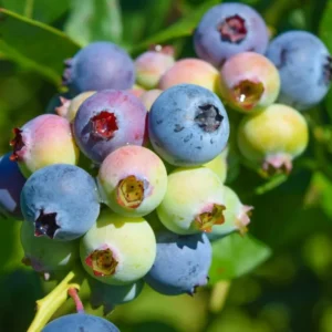 Legacy Blueberry Bushes - Live Blueberry Plants 4-7 Inch Tall - Set of 2