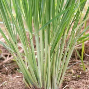 Lemongrass Live Plants - Set of 2 Outdoor Herb Plants Rooted Stalks
