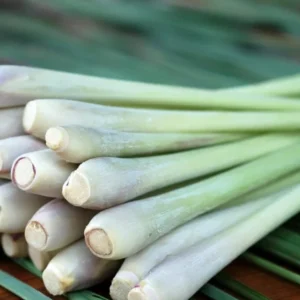 Lemongrass Live Plants - Set of 2 Outdoor Herb Plants Rooted Stalks