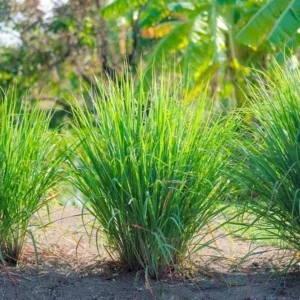 Lemongrass Live Plants - Set of 2 Outdoor Herb Plants Rooted Stalks