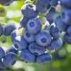 Live Blueberry Plant - 5-12" Tall Fruit Tree - Ready to Grow