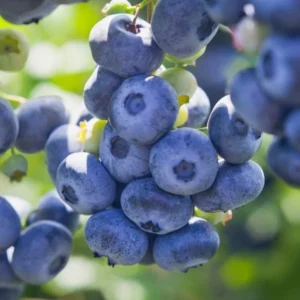 Live Blueberry Plant - 5-12