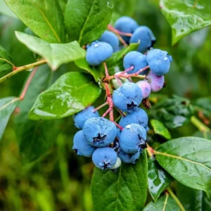 Live Blueberry Plant - 5-12