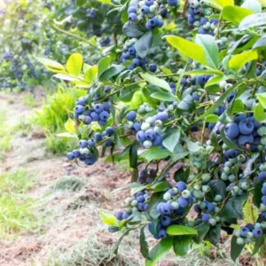 Live Blueberry Plant - 5-12